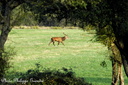 2006-10-07-Chambord cerfs