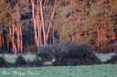 2007-09-29-Chambord cerfs