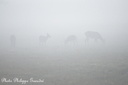 2014-10-03-Chambord cerfs