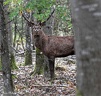 2019-10-02-Chambord cerfs