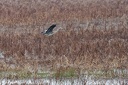 2018-11-16-Etang des langres et de petit colon