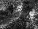 20161003 PhGX10 0005nb