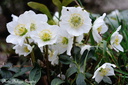 2011-hellebore