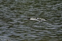 avocette