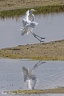 grande aigrette