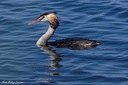 grebe huppe