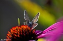 2018-09-10-Valnontey fleurs papillons
