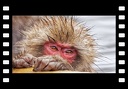 Nagano Singes de Jigokudani4K. 長野 4 K モンキーパーク