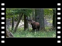 Brame du cerf, sa quête; Danemark, Dyrehaven 22-09-2022 [4K]