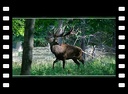 Brame du cerf au Danemark en forêt de Dyrehaven 20/09/2022